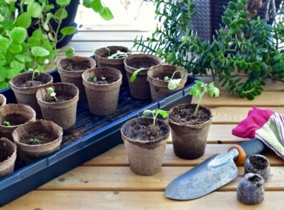 A close-up shot of a tray and several gardening equipment and tools, alongside nursery pots with sprouting plants, showcasing may seed starting
