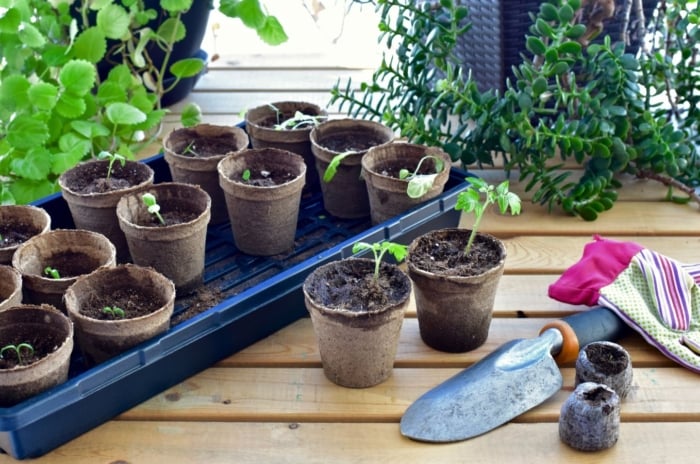 A close-up shot of a tray and several gardening equipment and tools, alongside nursery pots with sprouting plants, showcasing may seed starting