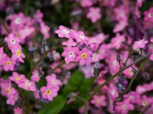 A close-up shot of a composition of dainty vibrant blooms of forget me nots, showcasing pink shade flowers