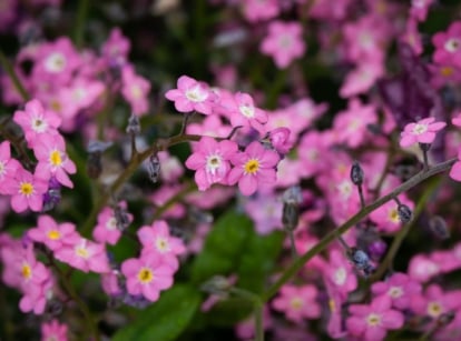 A close-up shot of a composition of dainty vibrant blooms of forget me nots, showcasing pink shade flowers