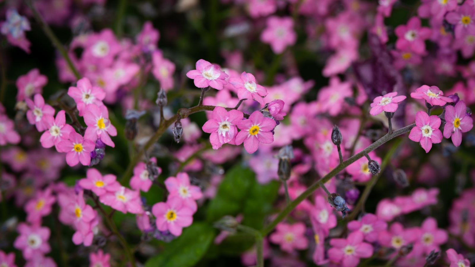 A close-up shot of a composition of dainty vibrant blooms of forget me nots, showcasing pink shade flowers