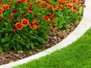 A close-up shot of a composition of vibrant orange-red colored flowers beside a paver border, showcasing easy garden edging