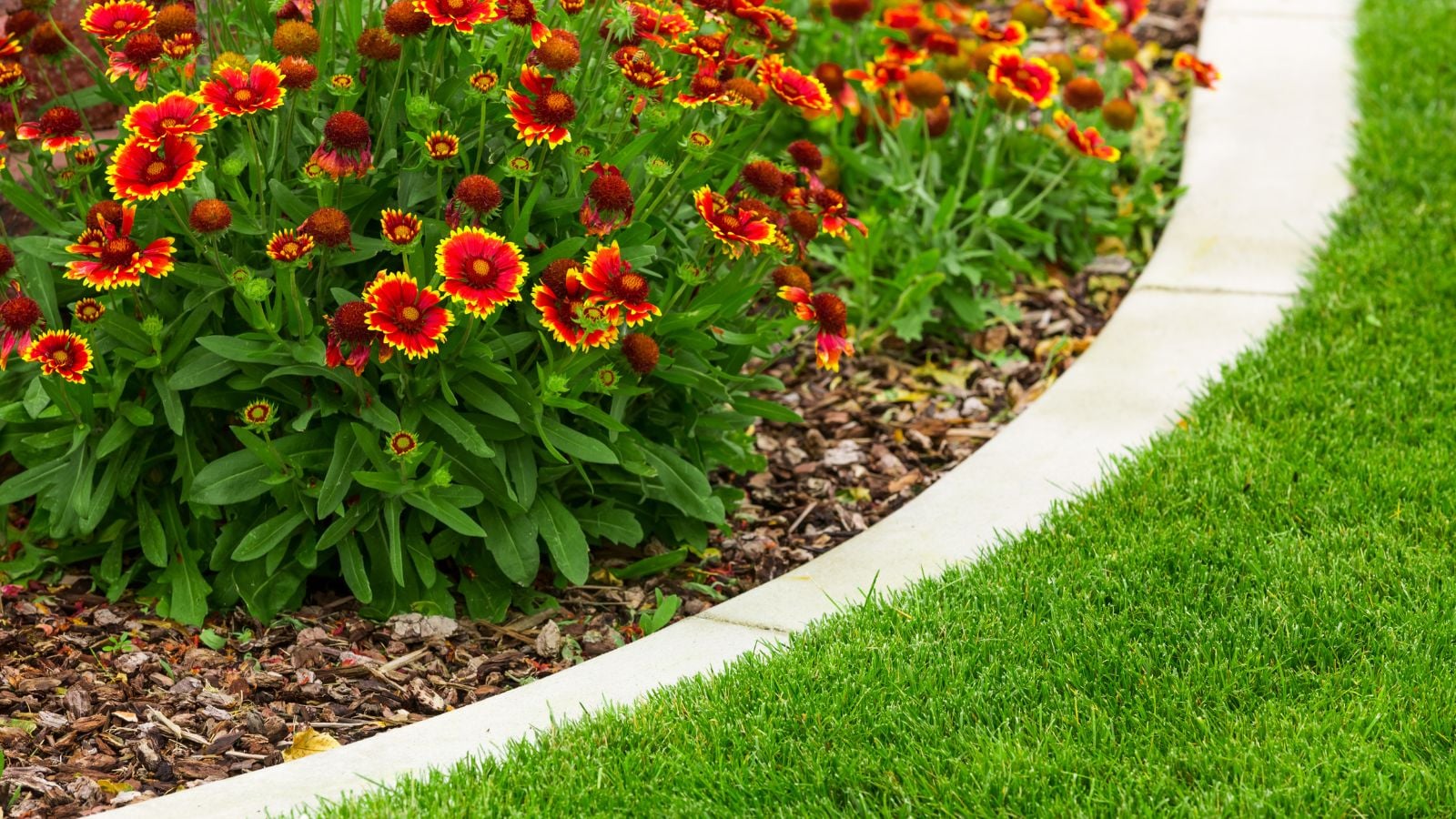 A close-up shot of a composition of vibrant orange-red colored flowers beside a paver border, showcasing easy garden edging