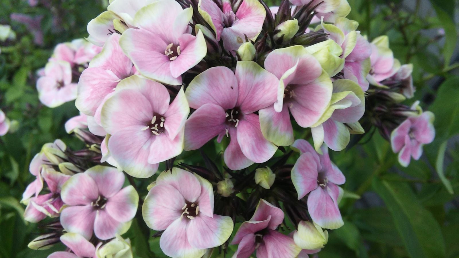 A close-up shot of a composition of small delicate flowers with-light green edges and blushed, pink centers of the Creme de la Creme Hardy Tall Phlox
