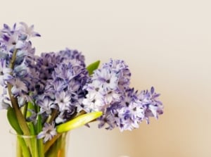 Cut Hyacinths in a vase showing how to make cut hyacinths last, appearing to have lovely purple blooms with bright green stems