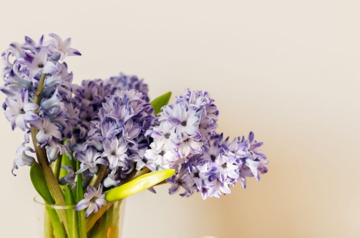 Cut Hyacinths in a vase showing how to make cut hyacinths last, appearing to have lovely purple blooms with bright green stems