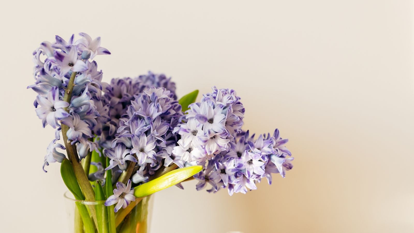 Cut Hyacinths in a vase showing how to make cut hyacinths last, appearing to have lovely purple blooms with bright green stems