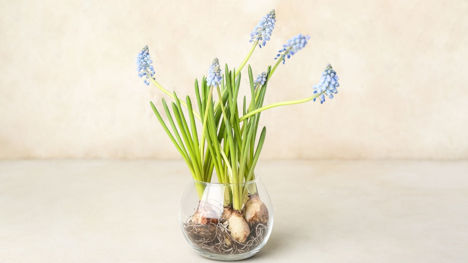 Cut flowers with bulbs at the base placed in a clear vase, appearing to have roots sticking out placed somewhere sunny