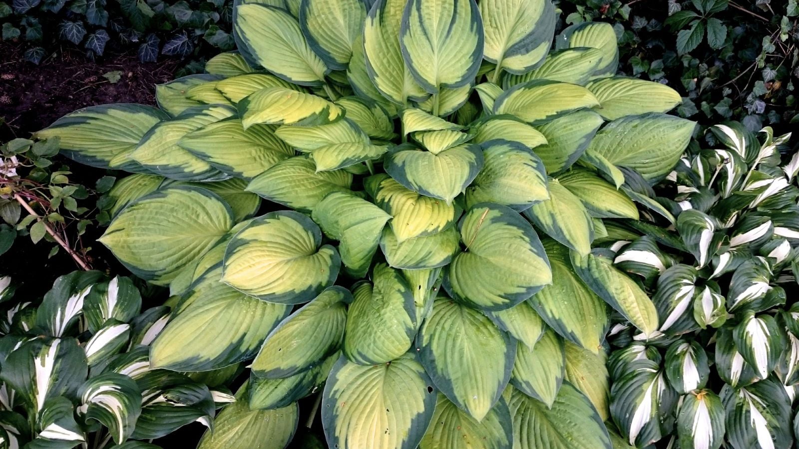 A close-up and overhead shot of a large and dense composition of leaves with blue-green edges and vibrant yellow-lime green colroed centers