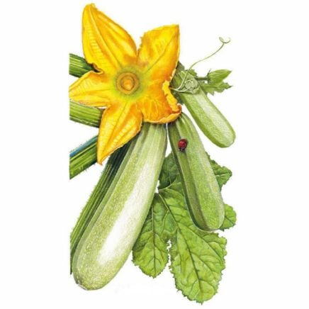 Dirani Summer Squash