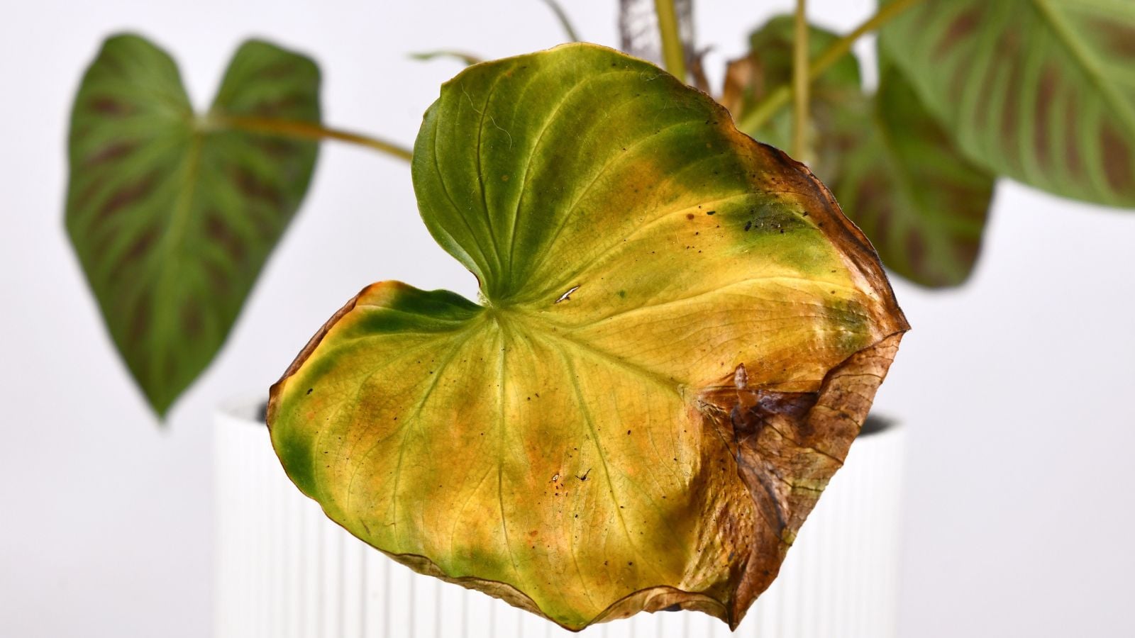 A close-up shot of a diseased an withering yellow foliage of a houseplant, placed on a white pot indoors