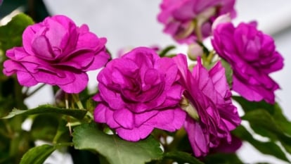 A close-up shot of a small composition of blooming, double-bloomed, deep-purple colored flowers