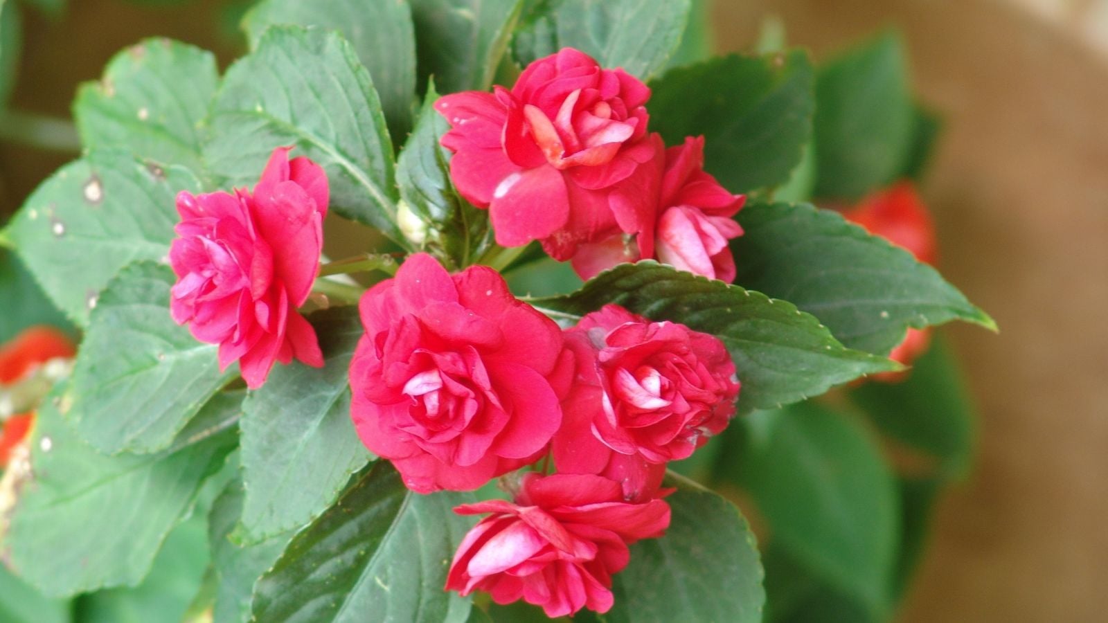 A close-up shot of a composition of double-bloom, red-colored, flowers, basking in sunlight