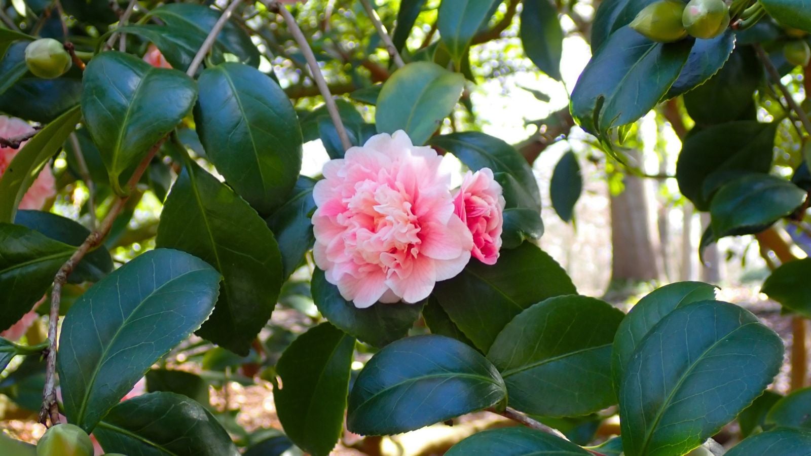 A close-up shot of rose-like, vibrant blooms of the Dream Weaver Camellia, all developing alongside its dark-green leaves on woody branches outdoors