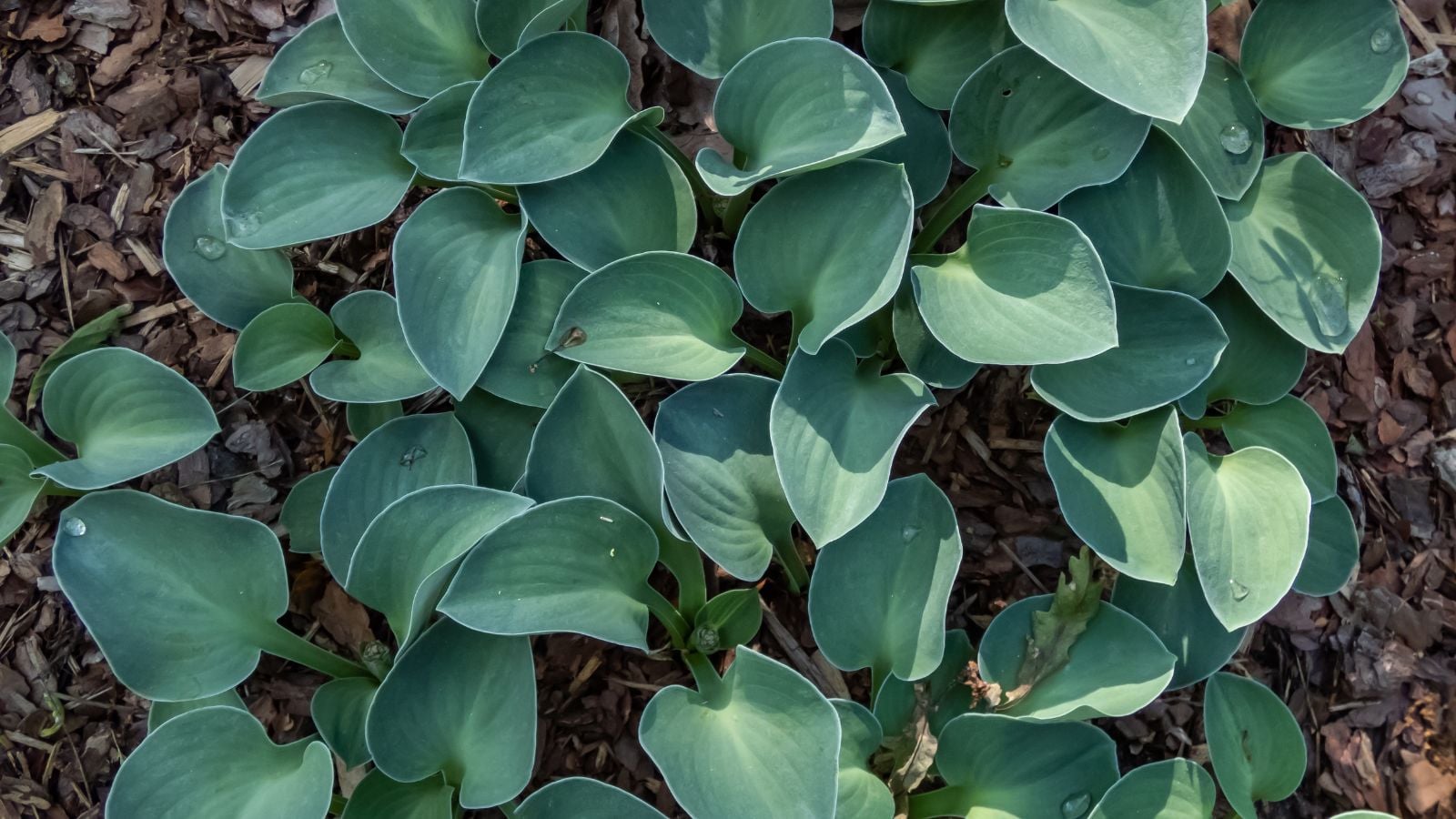 An overhead and close-up shot of a small composition of thick green leaves of the field rat variety of plants