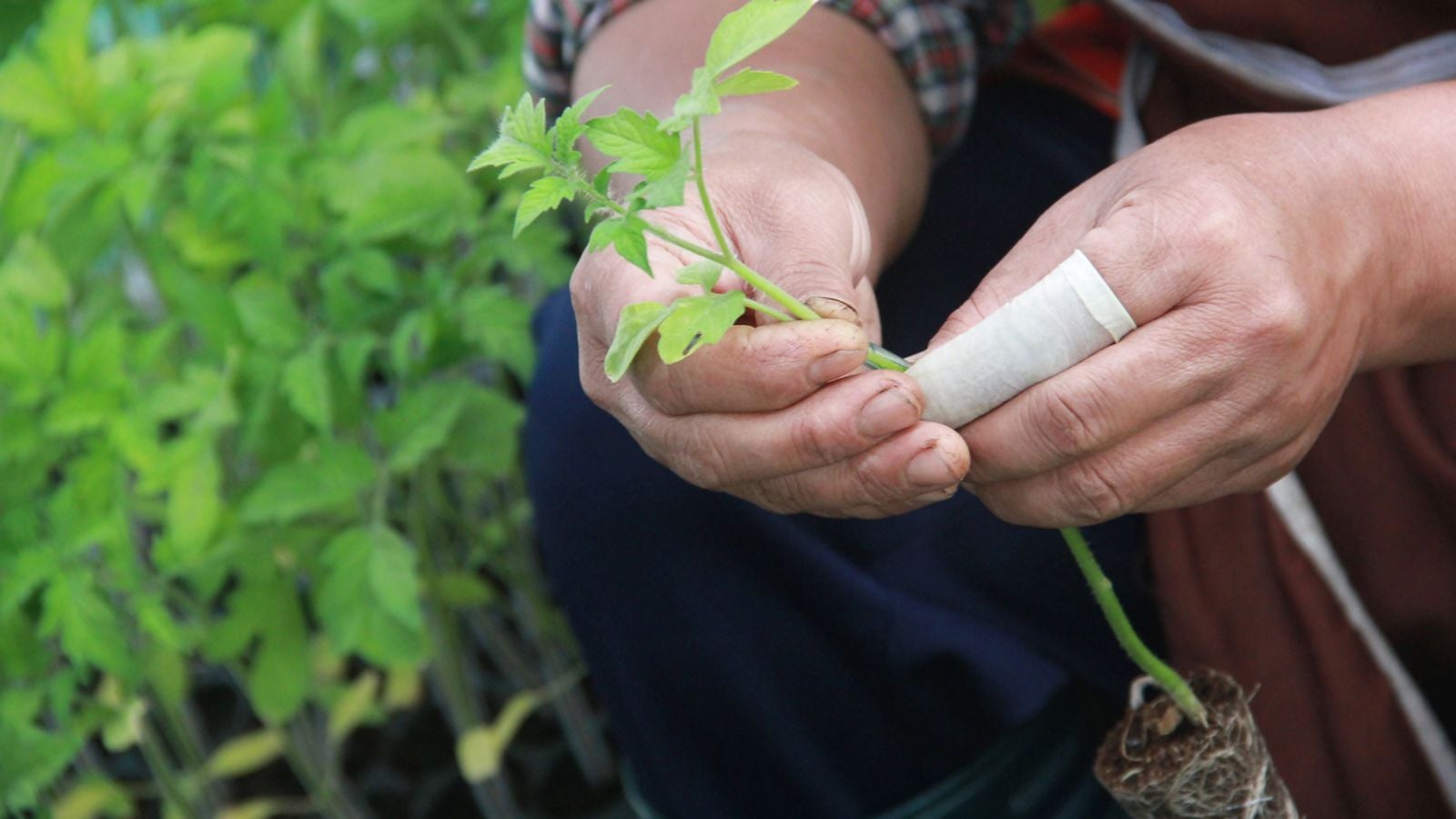 A close-up shot of a person's hand in the process of grafting a rootstock crop, all situated in a well lit area outdoors