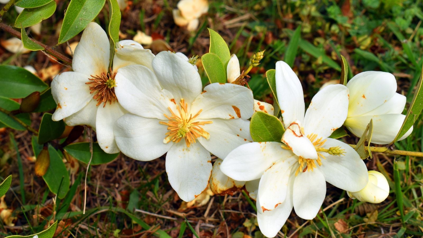 A close-up and overhead shot of developing white colored blooms with yellow centers, of the 'Gail's Favorite' cultivar, growing along woody branches outdoors