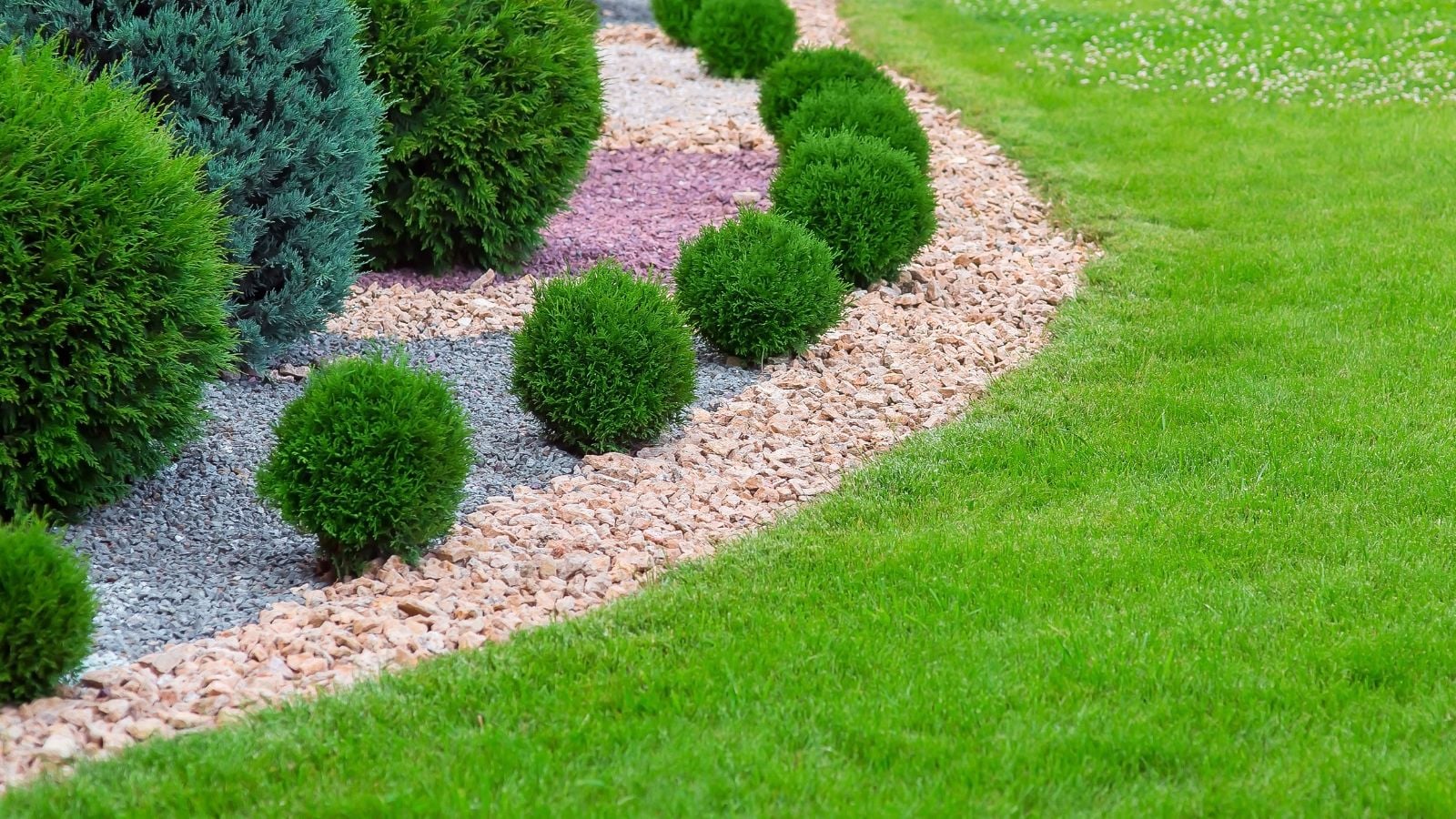A shot of a composition of developing shrubs and other plants alongside a pebble border, separating them from green lawn outdoors