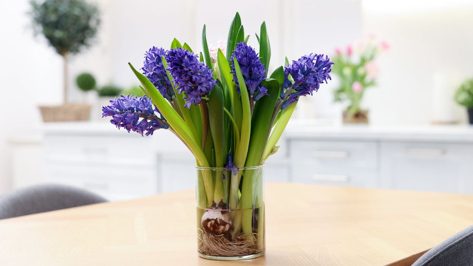 Lovely stems of cut flowers with white bulbous roots placed in water, blooming indoors in the middle of a table away from sunlight