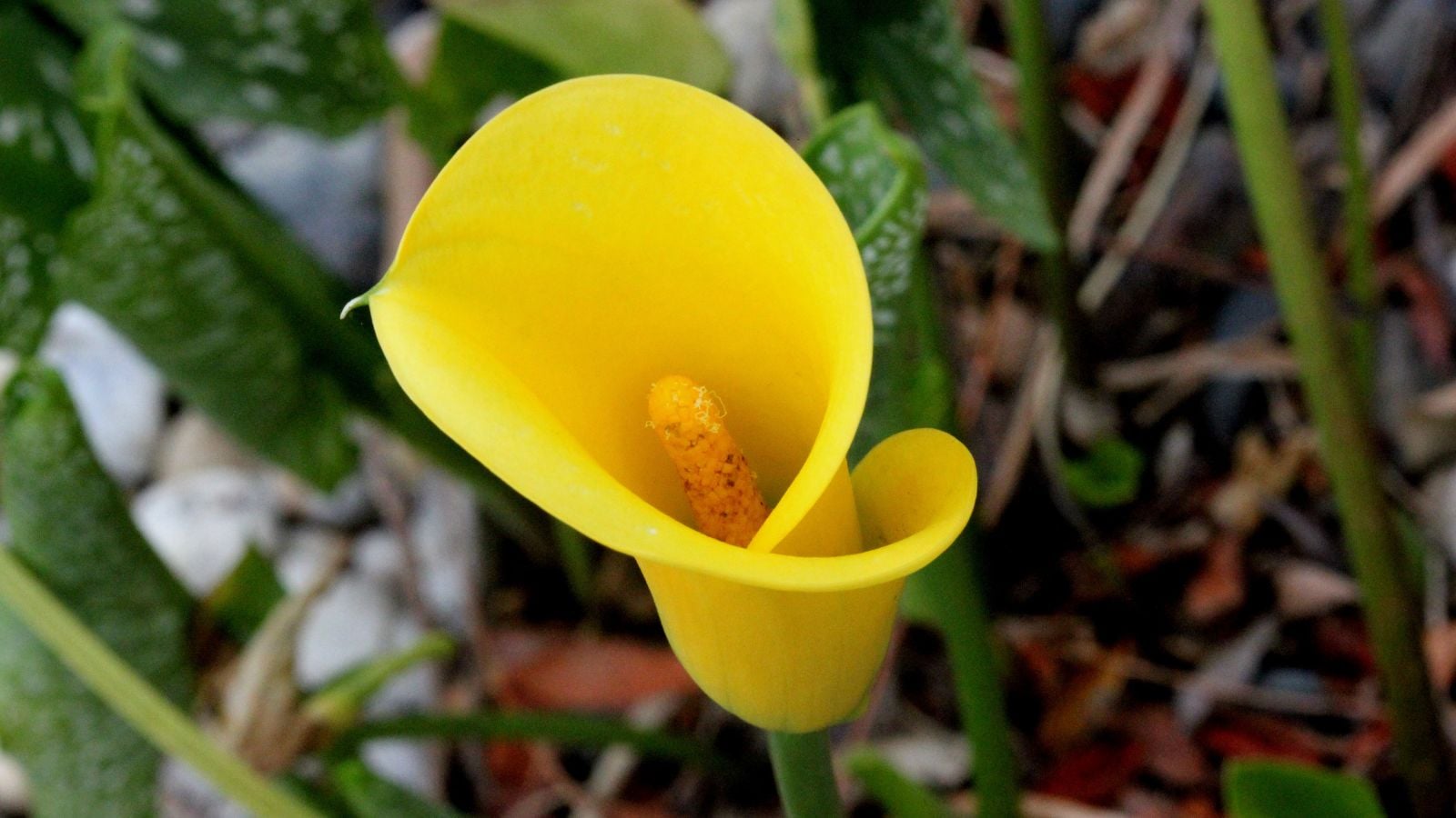 A close-up shot of a vibrant yellow colored, bell-shaped flower on a sturdy green stem, situated in a well lit area outdoors