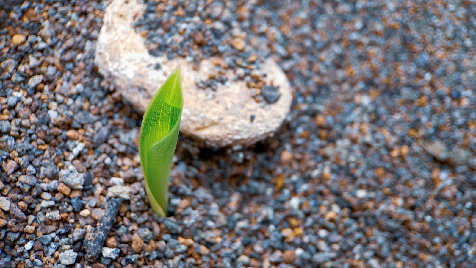 A close-up shot of a developing monocot plant seedling, growing on amended soil outdoors