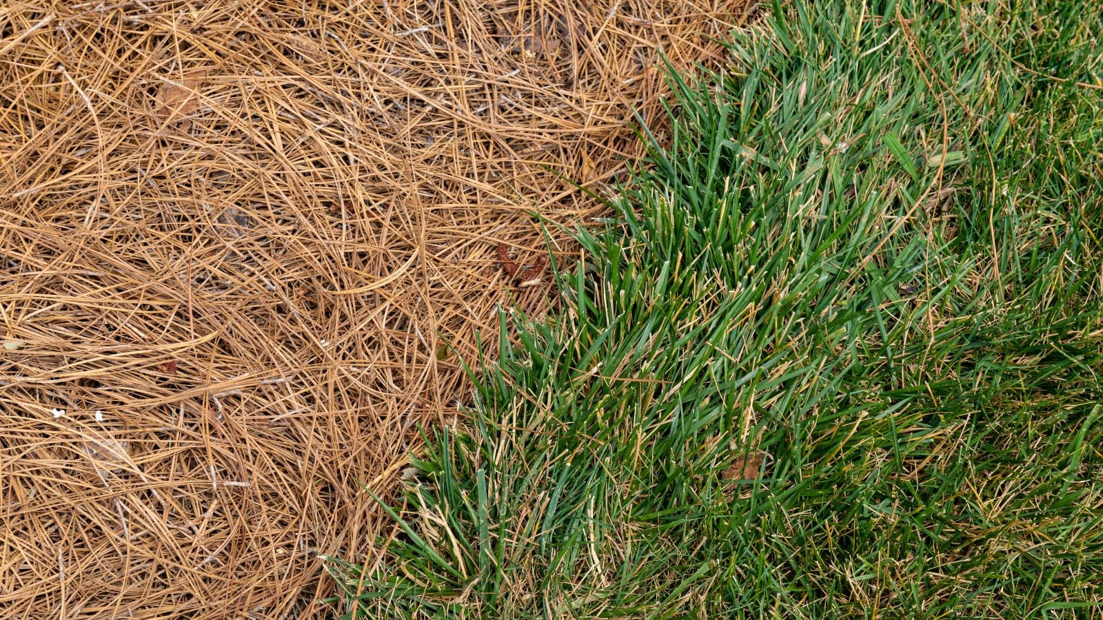 An overhead and close-up shot of a mulched soil, acting as a border beside a green lawn outdoors