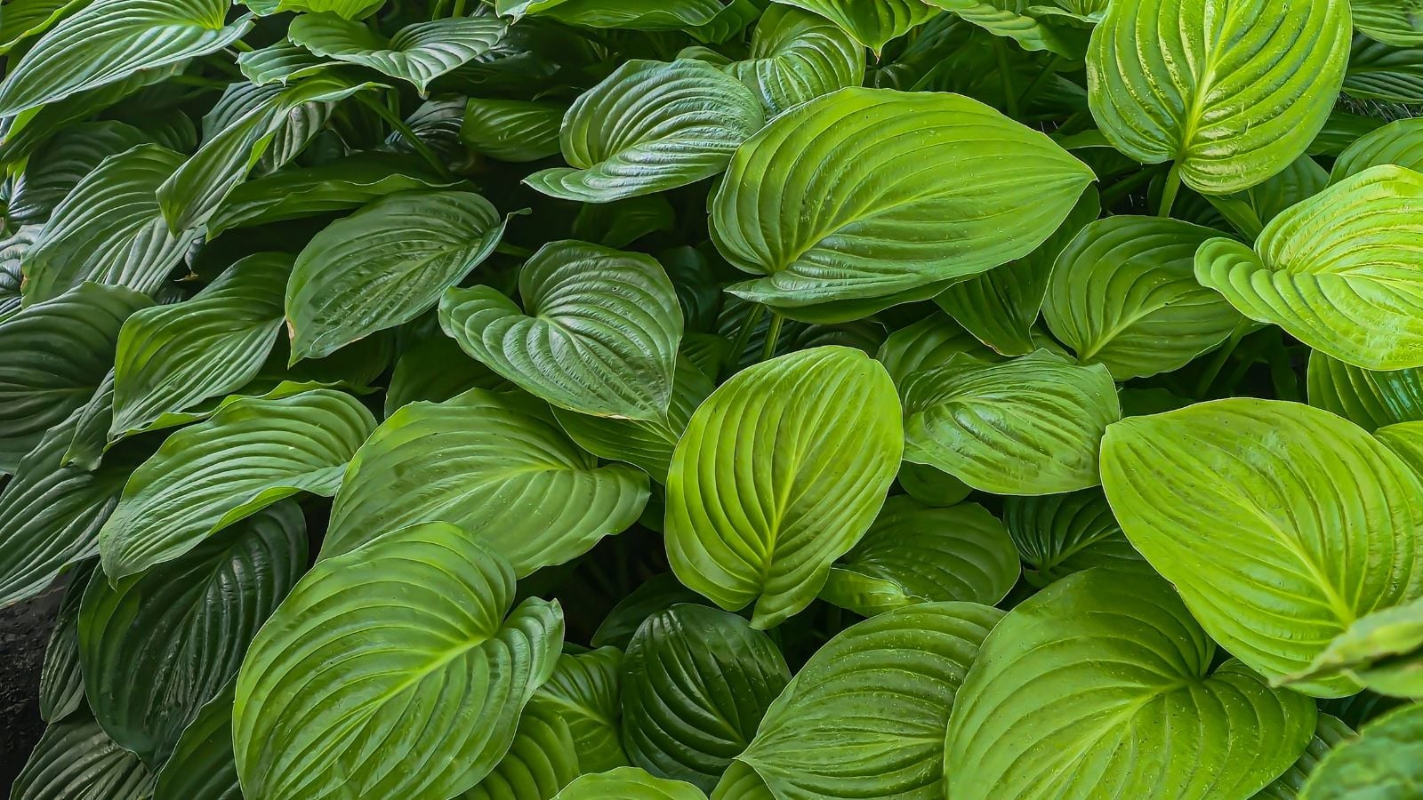 A close-up shot of a composition of large green leaves with pronounced veins, all densely arranged in a well lit area