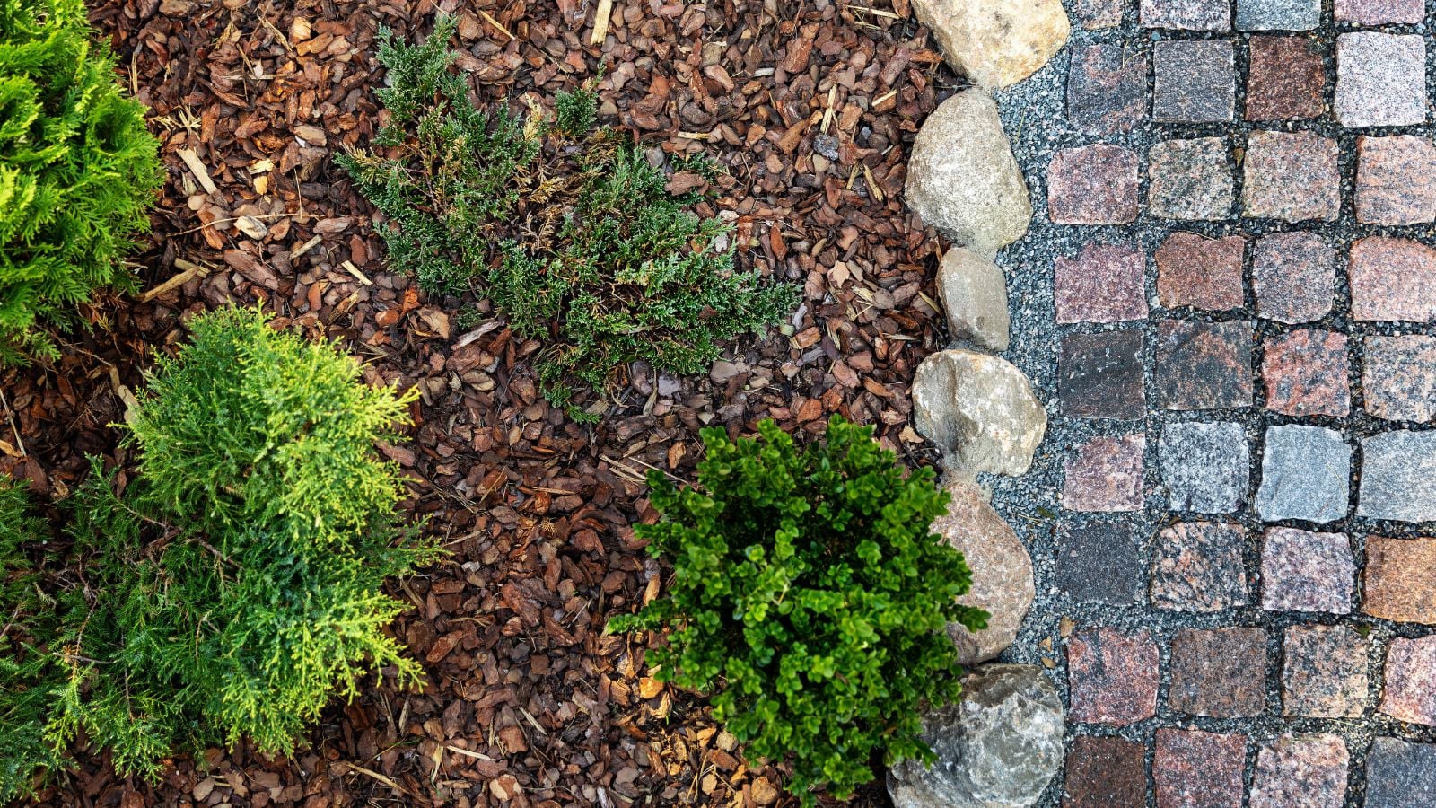 An overhead and close-up shot of mulched soil and developing foliage, placed alongside a natural stone border beside a stone pathway