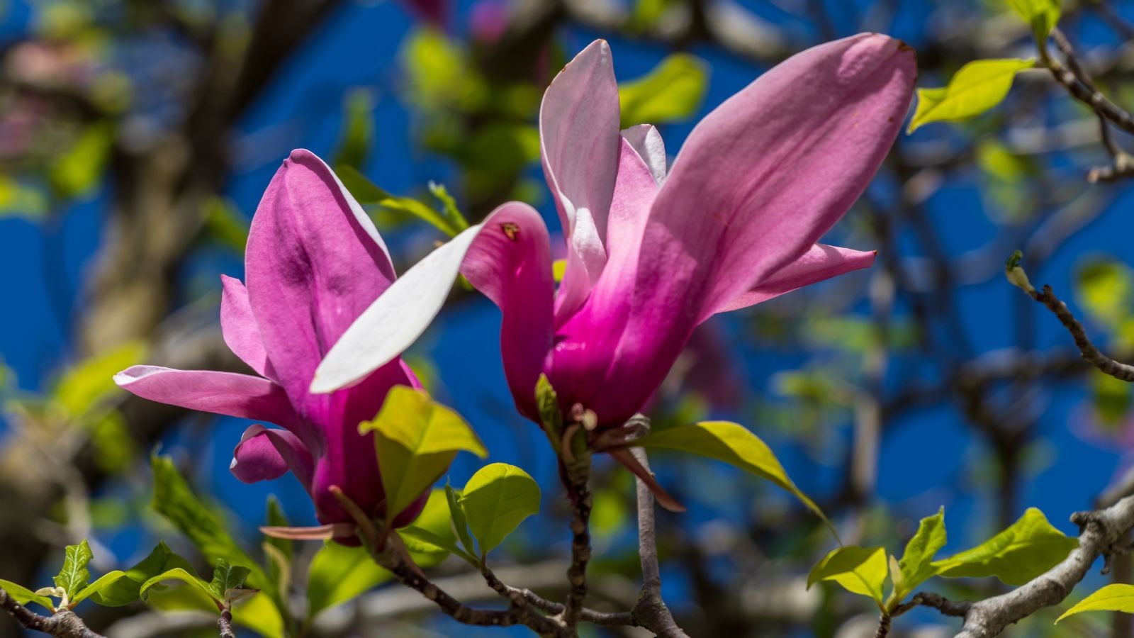 A close-up shot of dark purple blooms sitting on woody branches and green leaves of the Nigra cultivar of flowering plant
