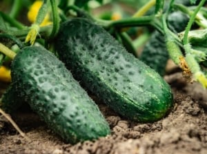 One of the bush vs. vining cucumbers, appearing to have two crops dangling on the plant sitting on the dark brown soil