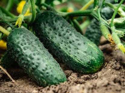 One of the bush vs. vining cucumbers, appearing to have two crops dangling on the plant sitting on the dark brown soil
