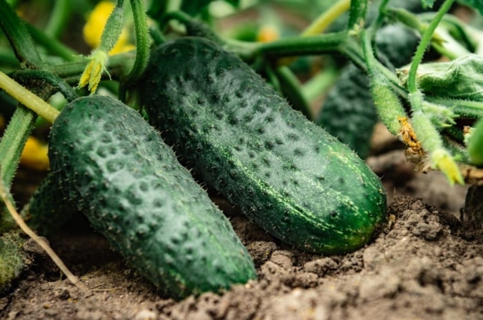 One of the bush vs. vining cucumbers, appearing to have two crops dangling on the plant sitting on the dark brown soil