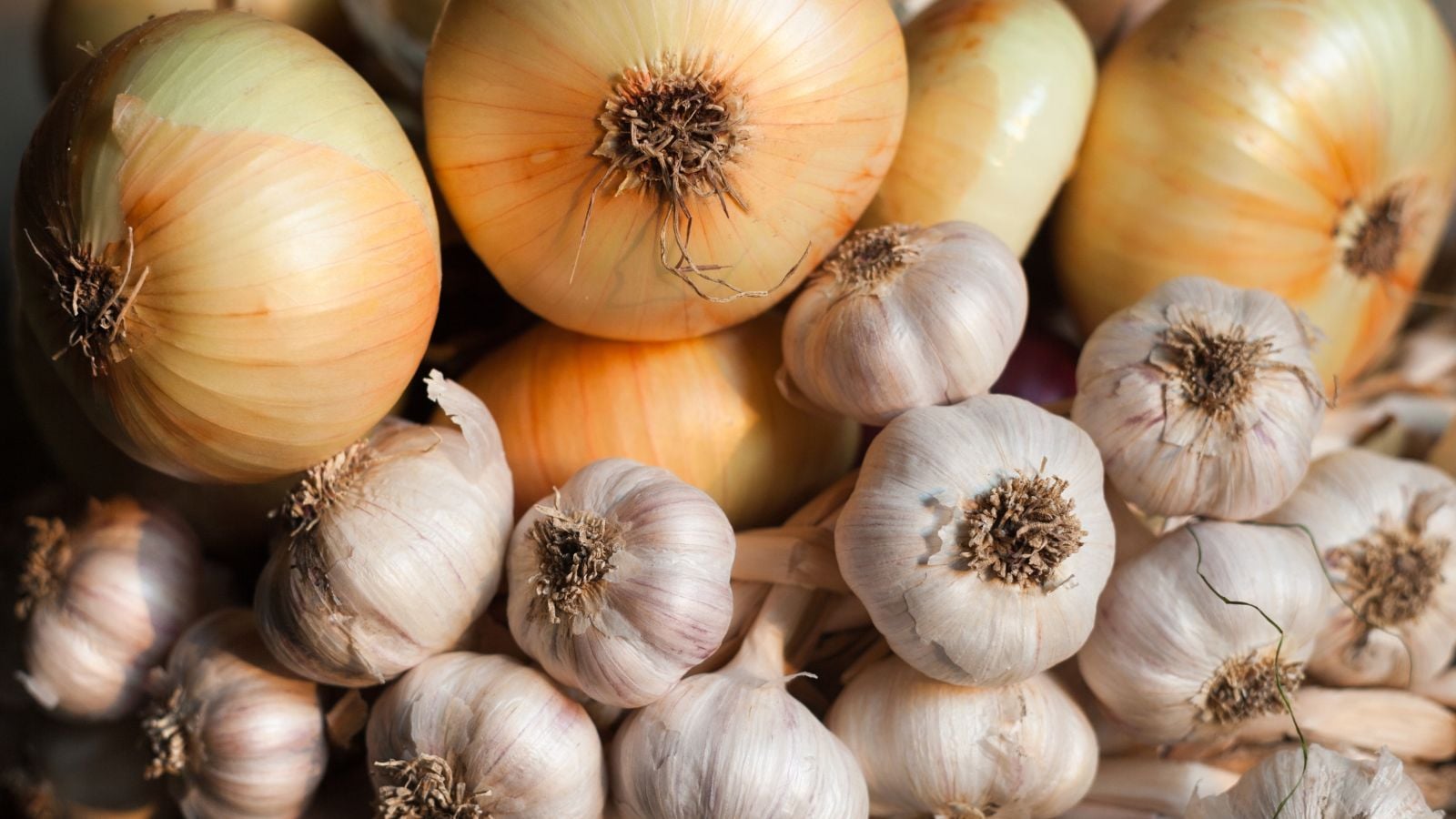 A close-up and overhead shot of a large pile of onion and garlic crops, all piling on top of each other in a well lit area