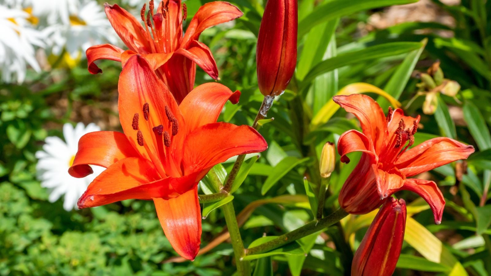 A close-up shot of vibrant red-orange colored tropical flowers, sitting atop sturdy green stems called the Orange Ton Asiatic Lily