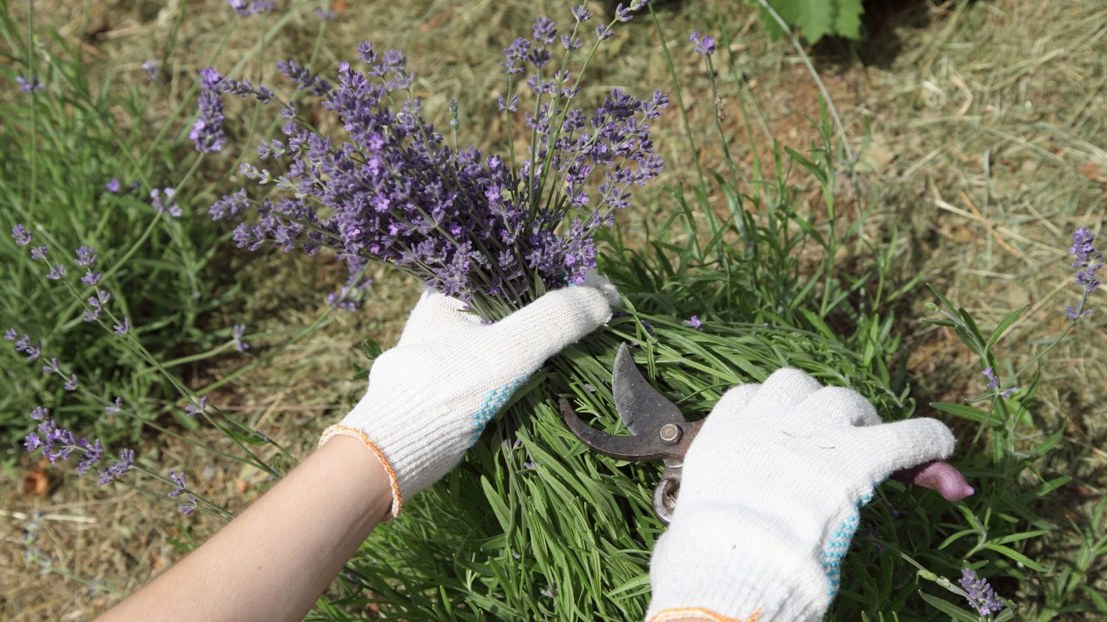 A close-up and overhead shot of a person's hand, wearing white colored gloves, in the process of cutting a bunch of purple flowers outdoors