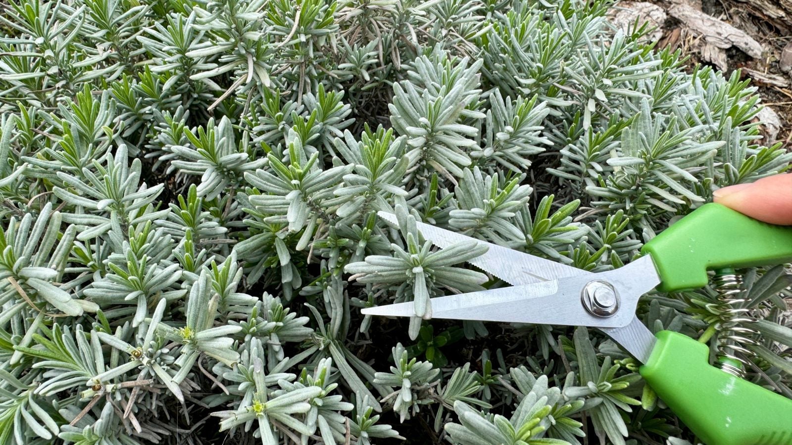 A close-up and overhead shot of a person's hands using a hand pruner, in the process of cutting leaves of a flowering bush