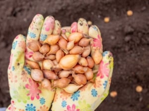A close-up and overhead shot of a person's hand, wearing vibrant patterned gloves, holding a pile of small bulbs, showcasing how to plant onion sets