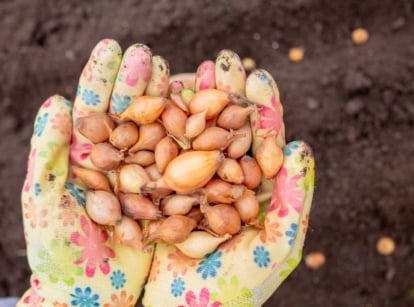 A close-up and overhead shot of a person's hand, wearing vibrant patterned gloves, holding a pile of small bulbs, showcasing how to plant onion sets