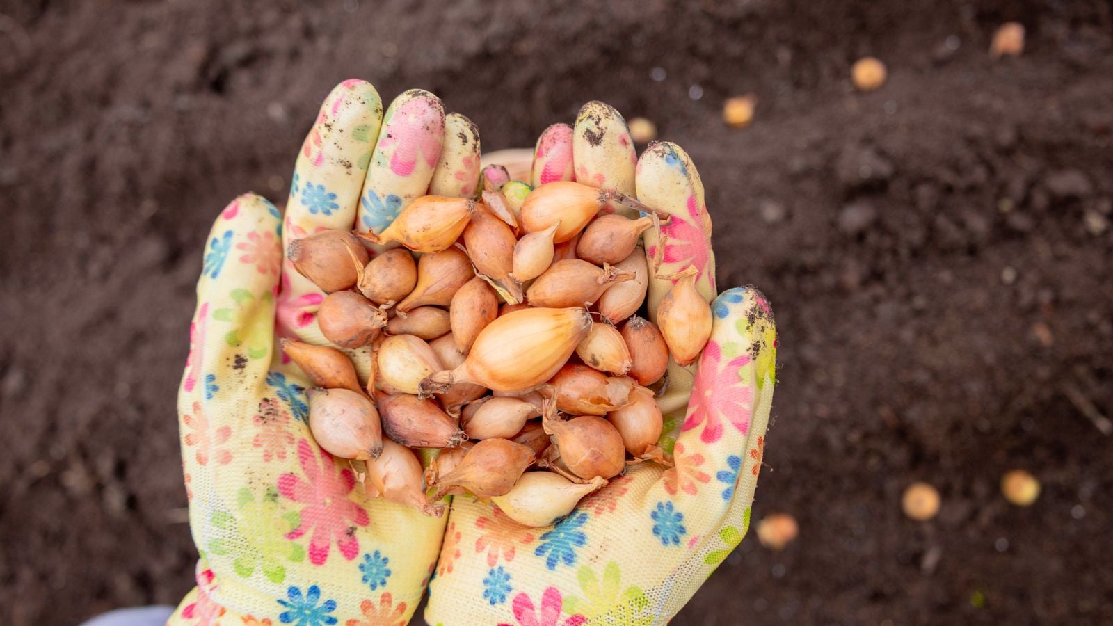 A close-up and overhead shot of a person's hand, wearing vibrant patterned gloves, holding a pile of small bulbs, showcasing how to plant onion sets