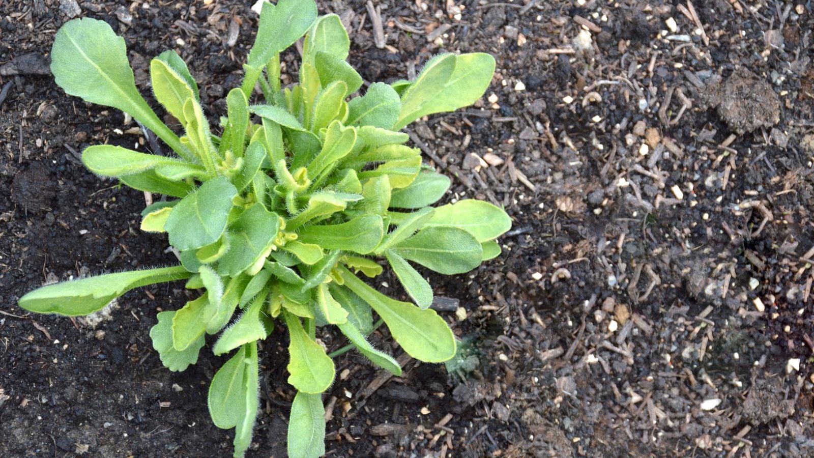 A close-up and overhead shot of a developing seedling of a plant, growing on rich amended soil outdoors