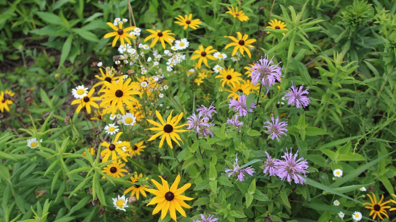 An overhead shot of developing native flowers showcasing black-eyed susan and bergamot, all situated in a garden area outdoors