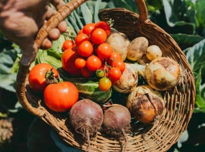 A close-up and overhead shot of a basket full of freshly harvested crops all from a subsistence garden