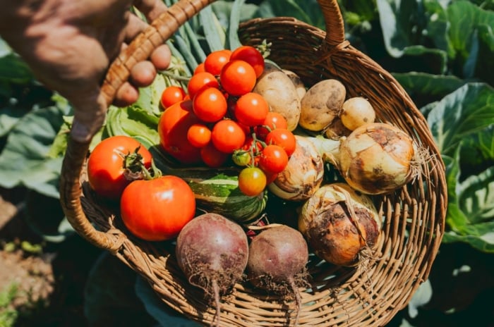 A close-up and overhead shot of a basket full of freshly harvested crops all from a subsistence garden
