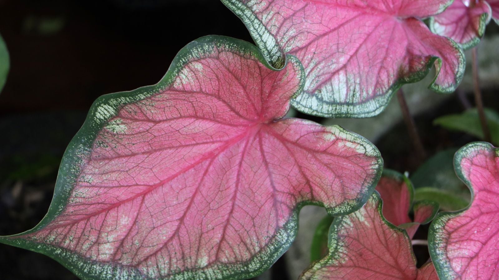 A close-up and overhead shot of a small composition of developing pink colored leaves of a houseplant