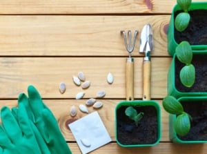 An overhead and close-up, flat-lay shot of several ovules, seedlings, tools, and equipment, showcasing how to squash seeds indoors