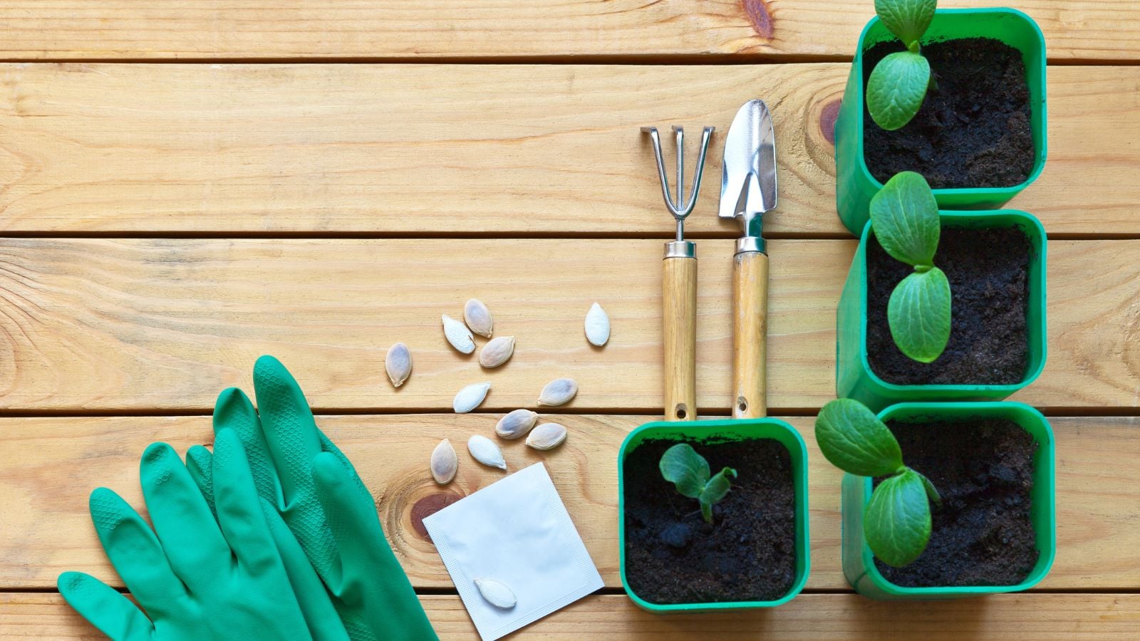 An overhead and close-up, flat-lay shot of several ovules, seedlings, tools, and equipment, showcasing how to squash seeds indoors