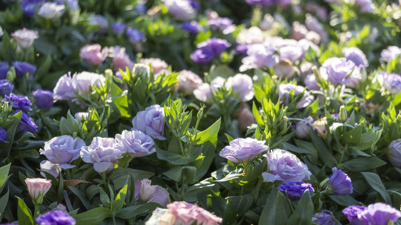 A close-up shot of a large composition of soft-purple, and light-pink colored flowers alongside their foliage in a sunny area outdoors
