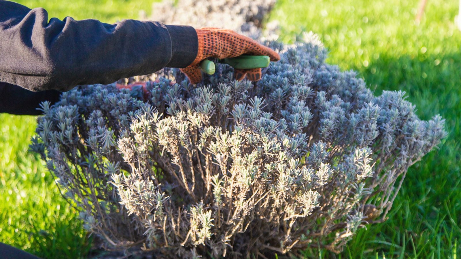 A close-up shot of a person's hands, wearing gloves and using hand pruners, in the process of cutting and shaping a flowering bush outdoors