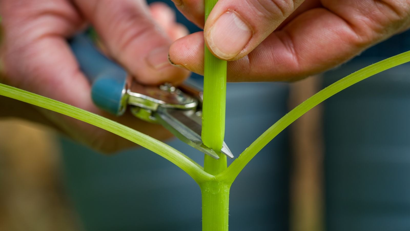 A close-up shot of a person in the process of trimming stems of a houseplant, using a hadn pruner