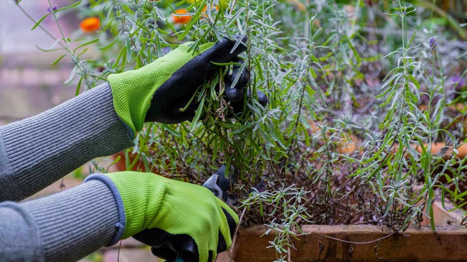 A close-up shot of a person's hand in the process of cutting green stems of a flowering bush, situated in a well lit area outdoors